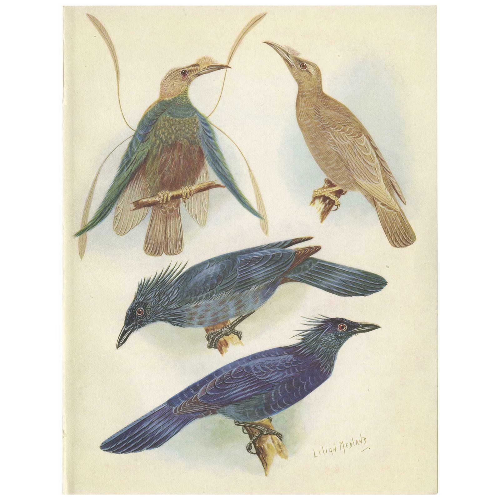Antique Print Of The Standard Wing And The Trumpet Bird '1950'