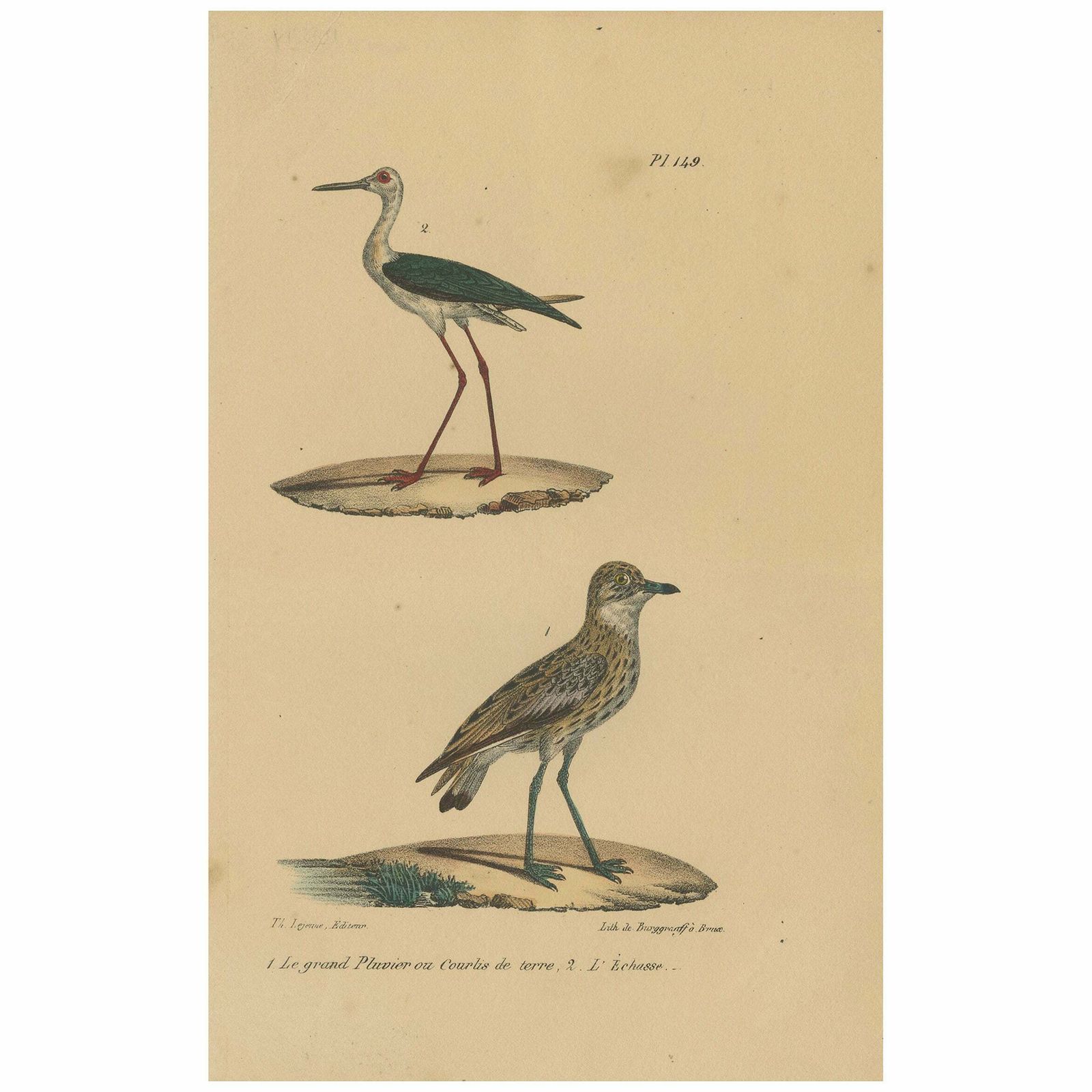 Pl. 149 Antique Bird Print Of Plover Species By Lejeune 'C.1830'