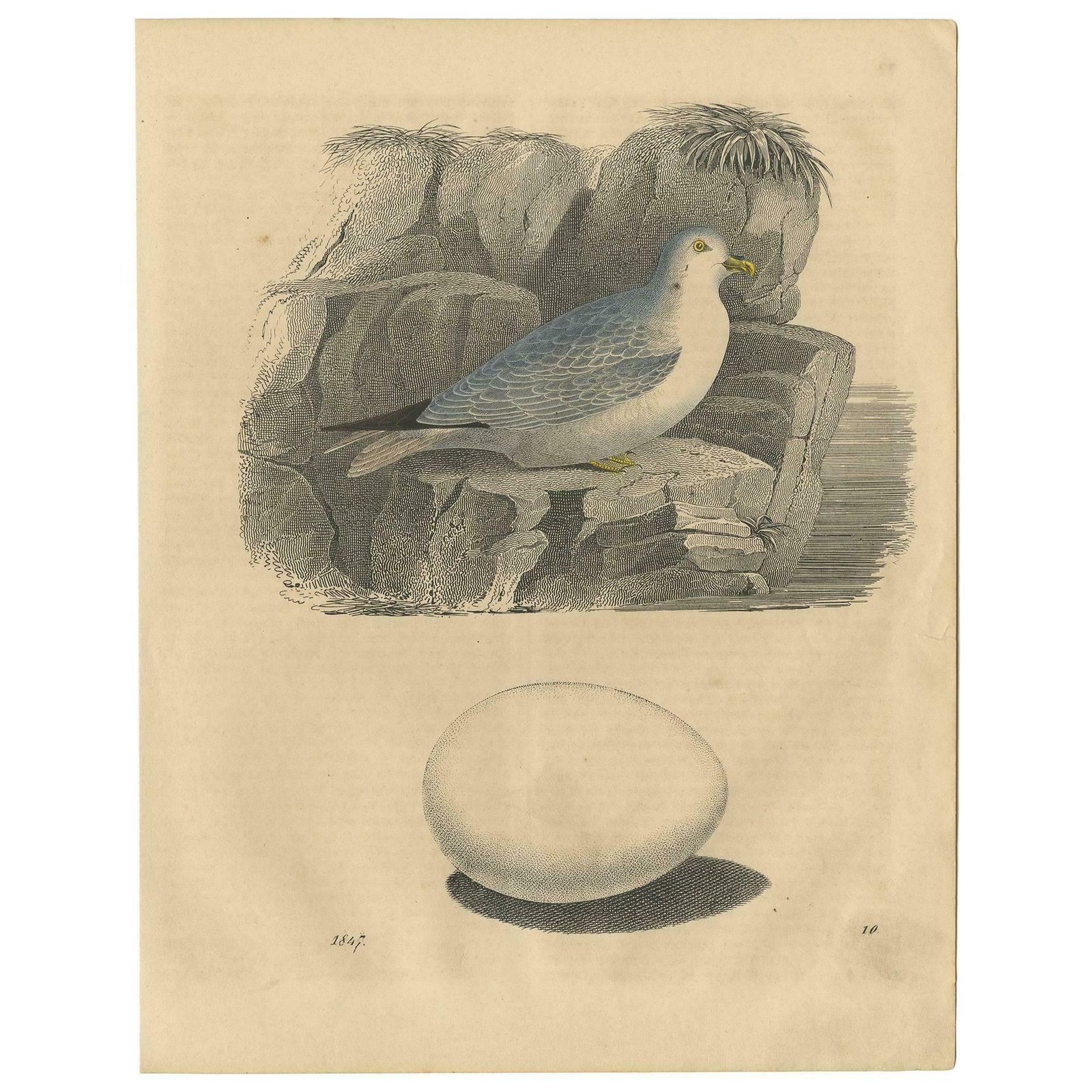 Antique Animal Print Of A Gull 'Sea Birds' And Egg By C. Hoffmann, 1847