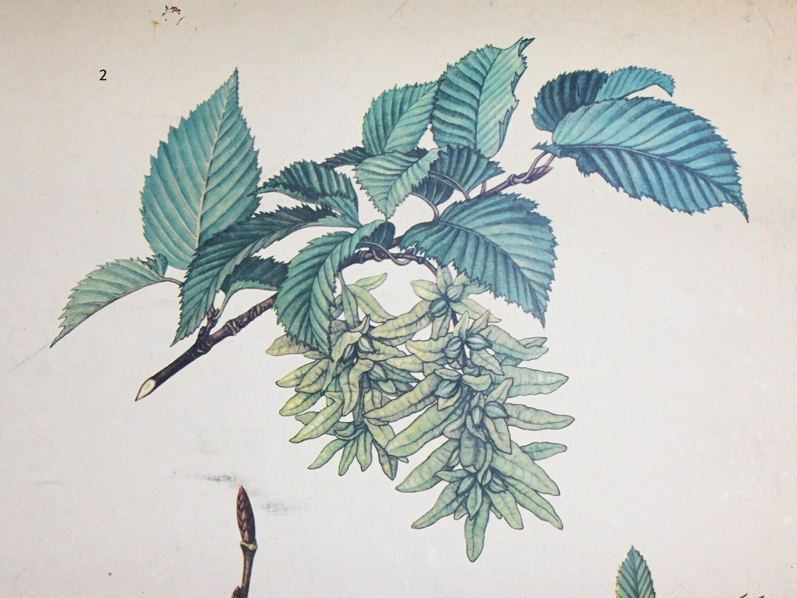 Vintage Educational Chart, Czechoslovakia Botanical School Chart, Vintage School Pull Down Chart, Vintage School Chart, Botanical Poster photo Art