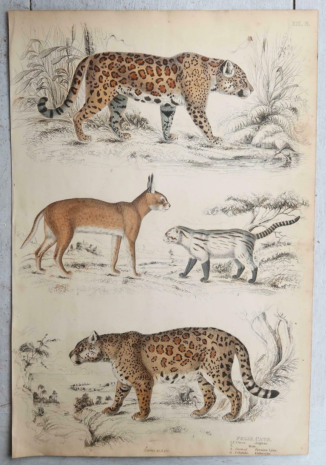 Set Of 4 Large Original Antique Prints Of Cats, Circa 1835 photo furniture