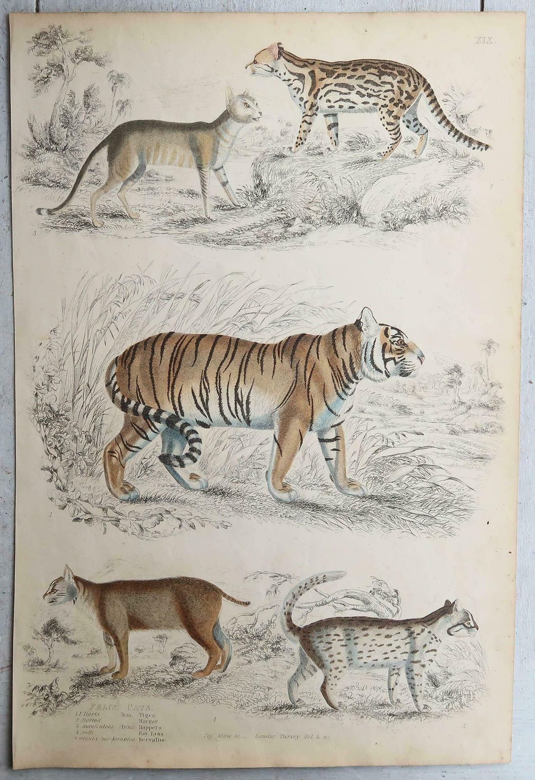 Set Of 4 Large Original Antique Prints Of Cats, Circa 1835 photo for sale