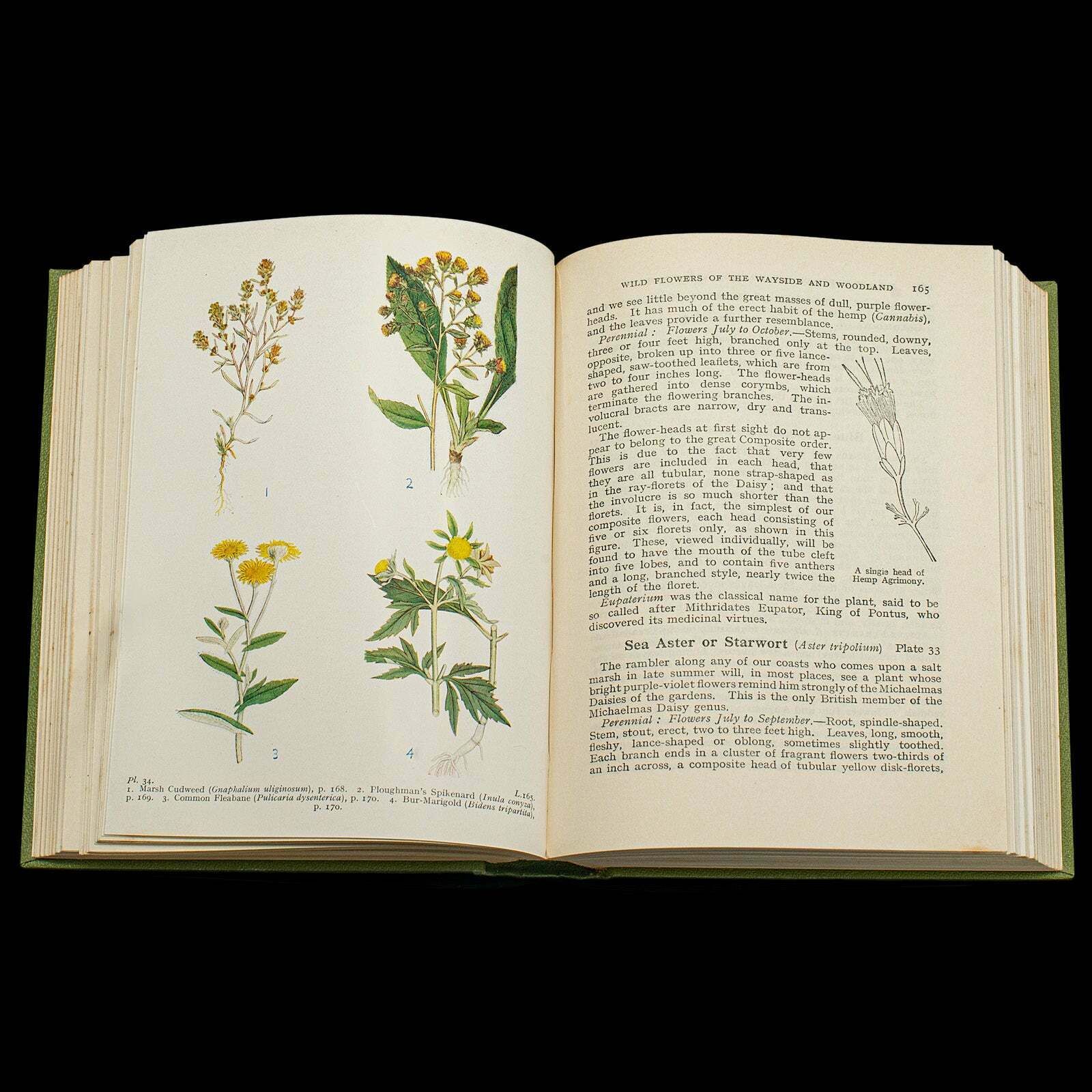 photo for sale Vintage Reference Book, Wild Flowers Of The Wayside, English, Botanical Guide