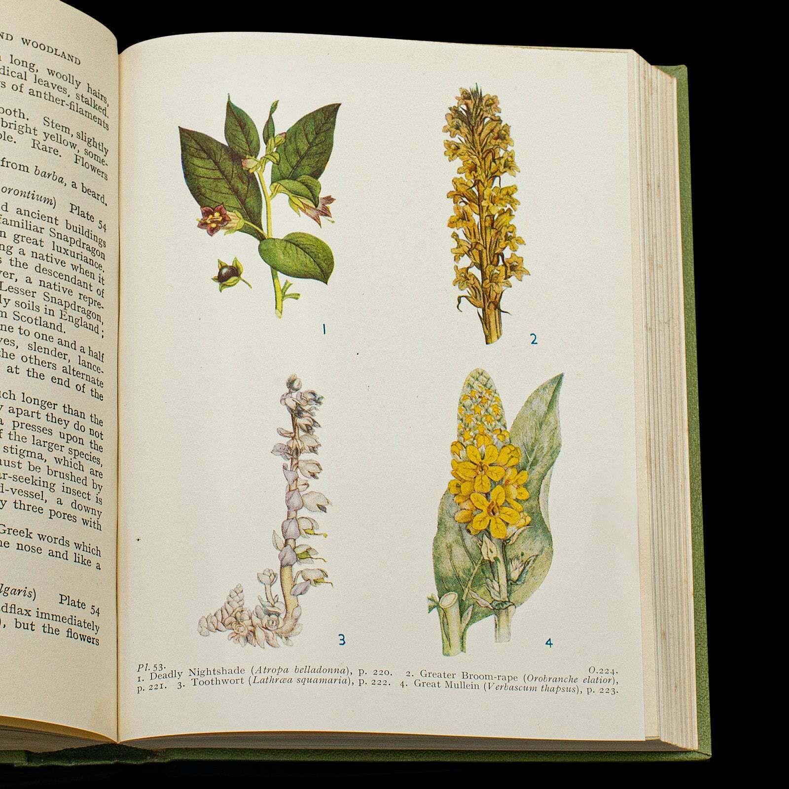 Home Decor Vintage Reference Book, Wild Flowers Of The Wayside, English, Botanical Guide photo