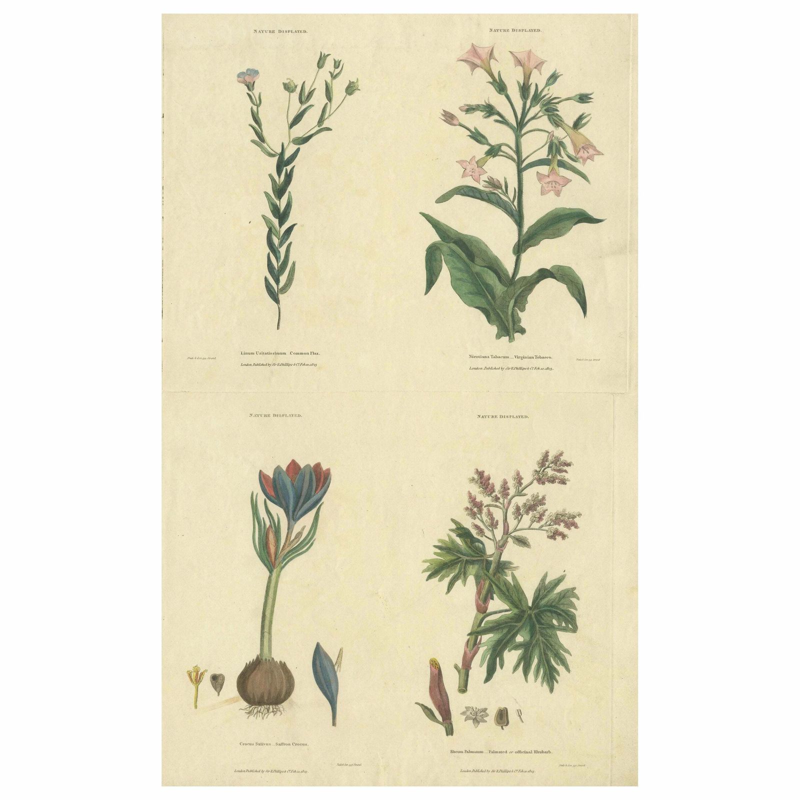 Old Botanical Quartet: Portraits Of Flax, Tobacco, Saffron, And Patience, 1823
