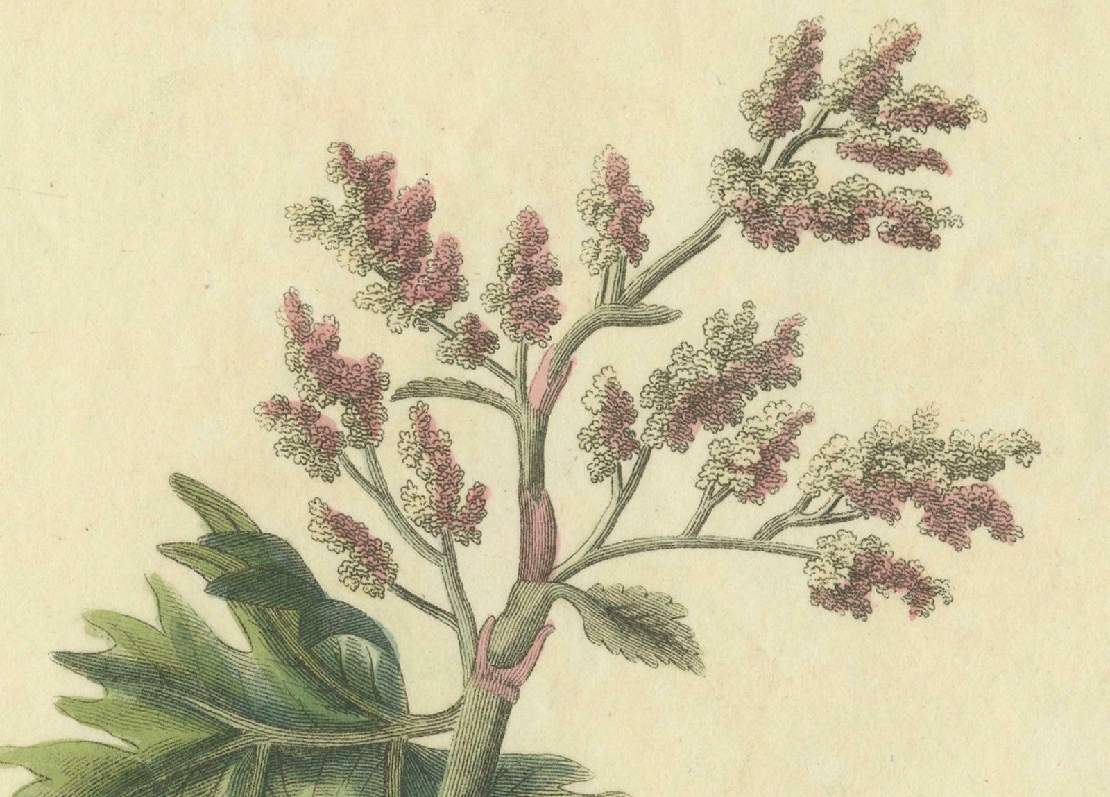 Old Botanical Quartet: Portraits Of Flax, Tobacco, Saffron, And Patience, 1823 photo Art