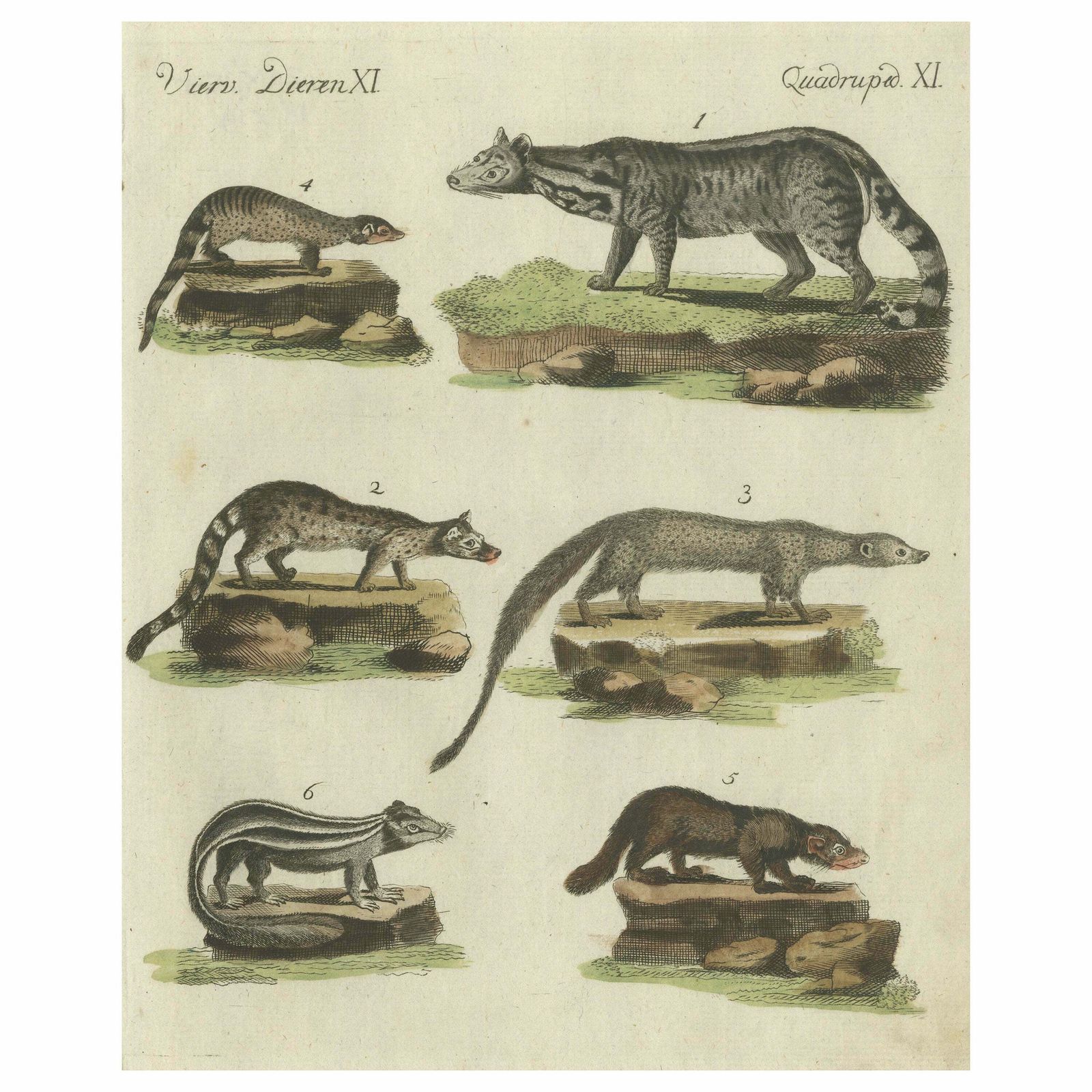Print Of A Civet And Skunks, Published In Circa 1820