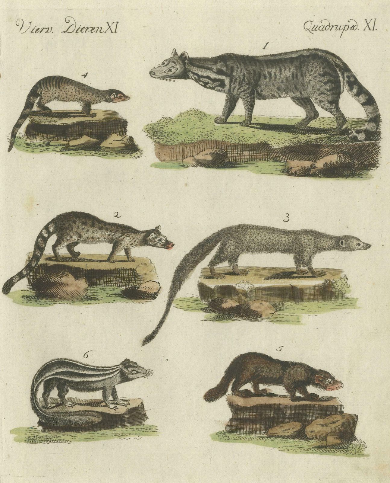 Print Of A Civet And Skunks, Published In Circa 1820 photo for sale
