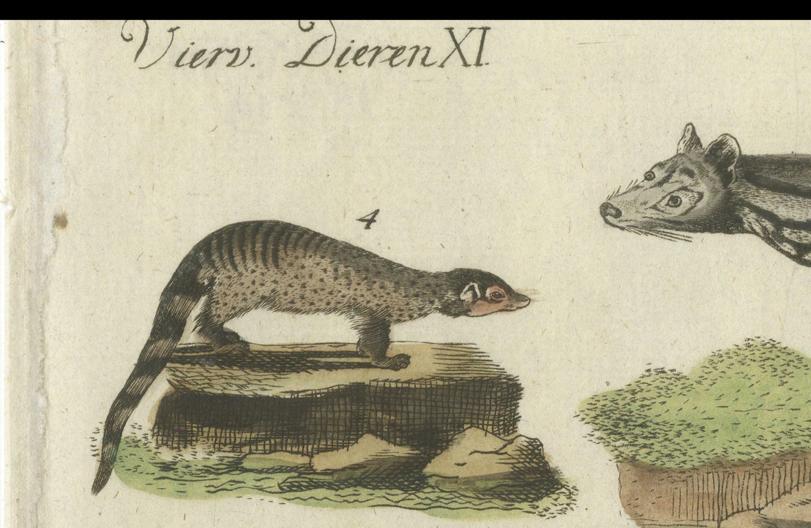 Print Of A Civet And Skunks, Published In Circa 1820 photo vintage