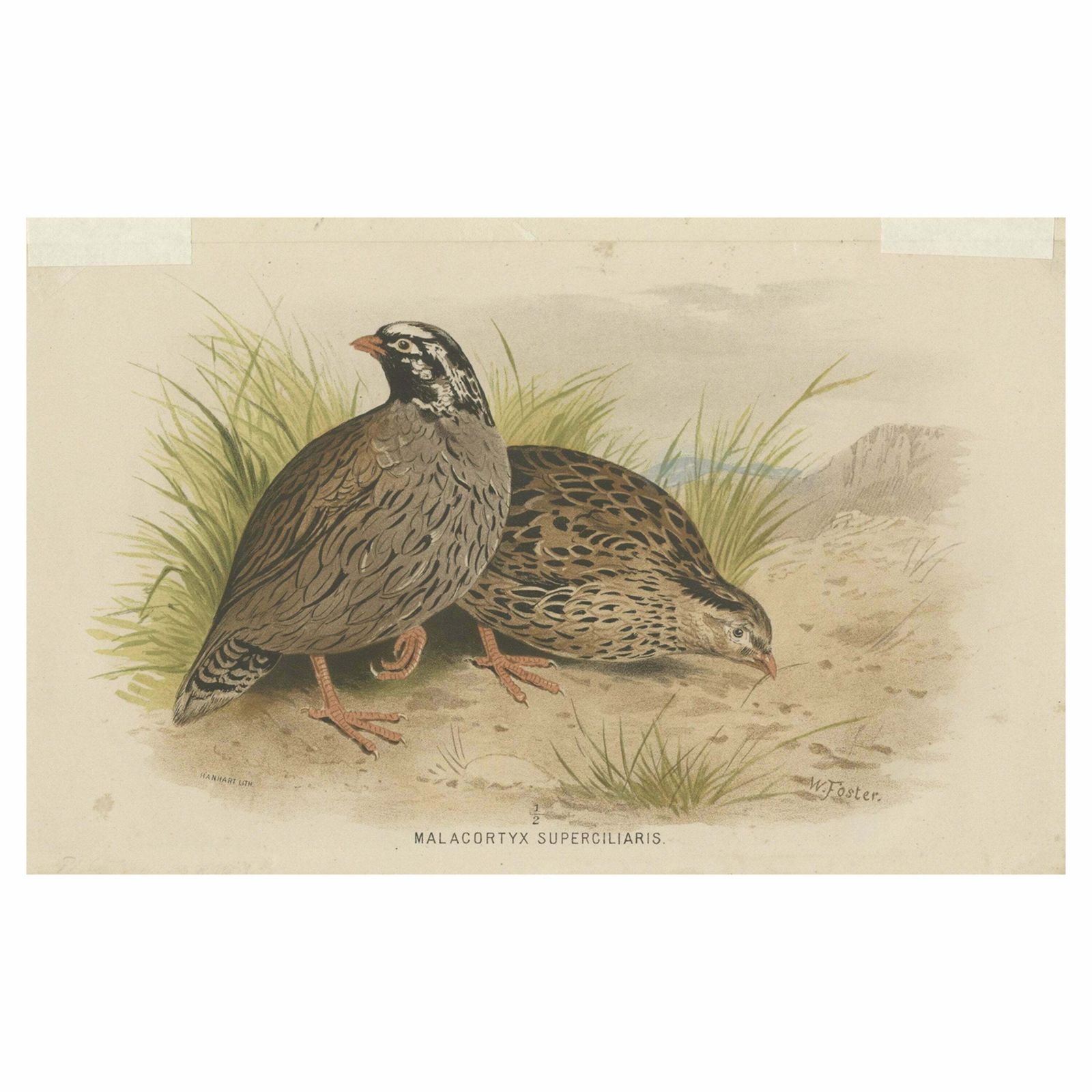 Antique Bird Print Of The Mountain Quail By Hume & Marshall, 1879
