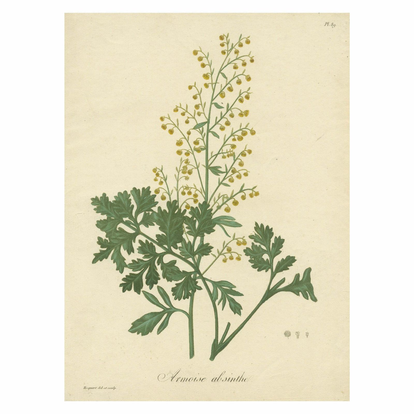 Antique Botanical Print Of Artemisia Absinthium Or Wormwood, Ca.1821