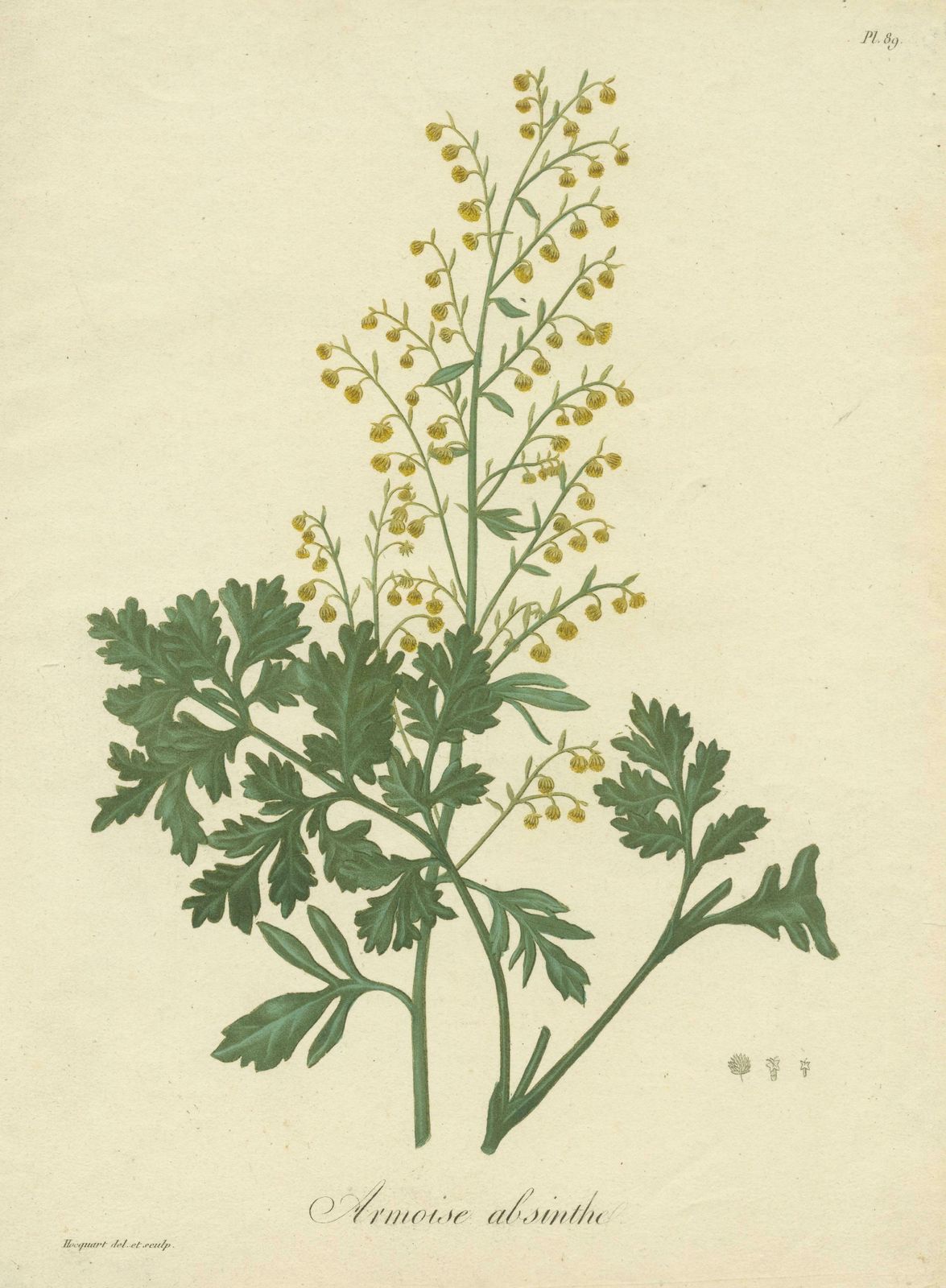 Antique Botanical Print Of Artemisia Absinthium Or Wormwood, Ca.1821 photo for sale