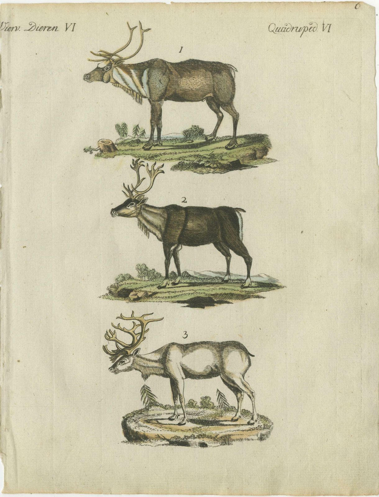 Original Hand Colored Antique Engraving Of Reindeer, Published Circa 1820 photo furniture