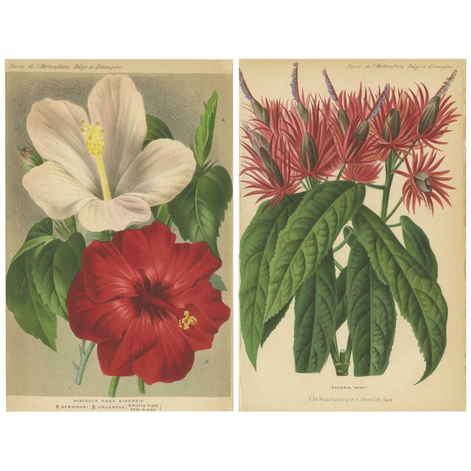 Set Of 2 Antique Botany Prints, Hibiscus Rosa Sinensis, Pavonia 'Circa 1890'