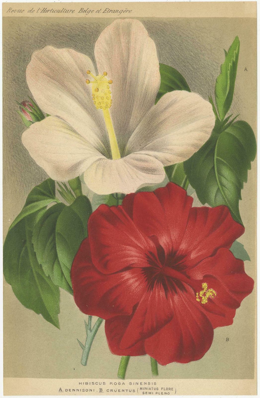 Set Of 2 Antique Botany Prints, Hibiscus Rosa Sinensis, Pavonia 'Circa 1890' photo furniture