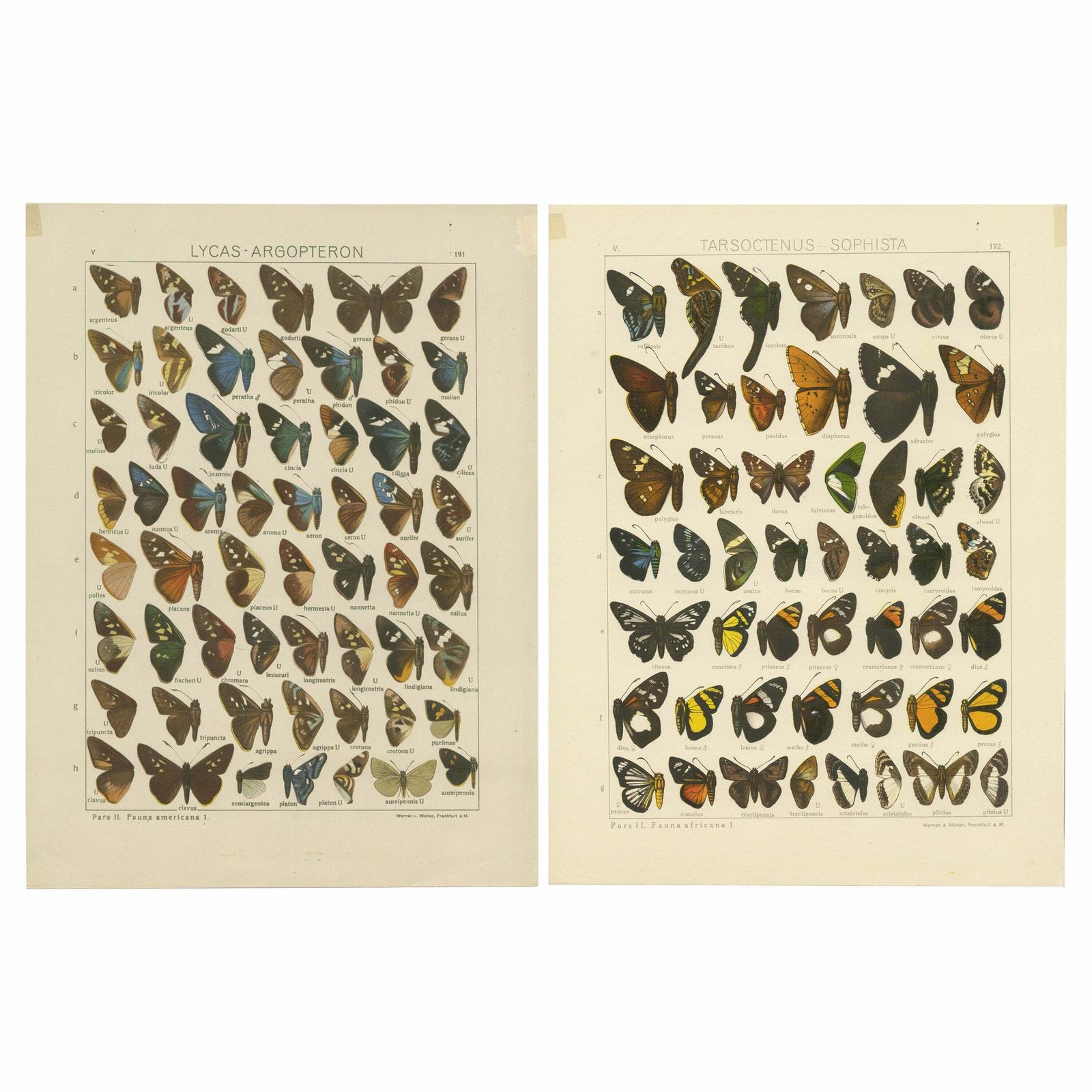 Set Of 2 Antique Prints Of Butterflies Of Africa And America, Published In 1910