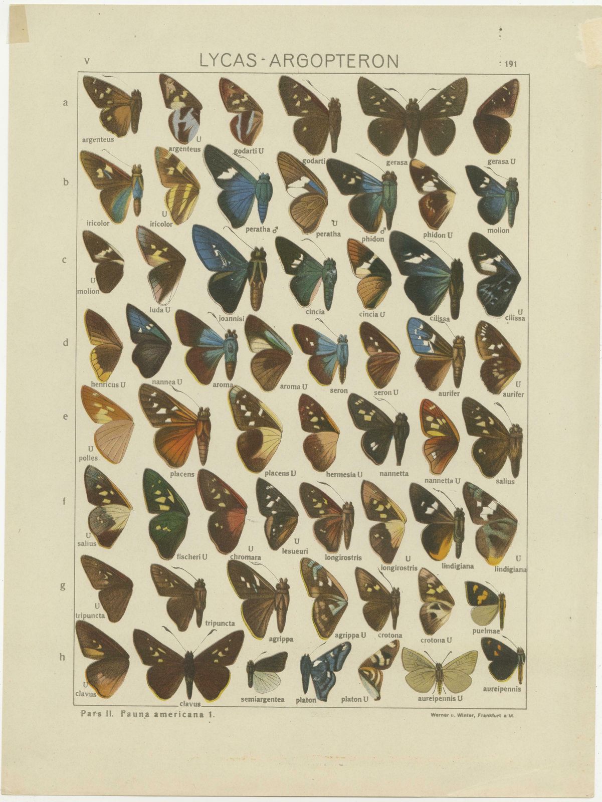 Set Of 2 Antique Prints Of Butterflies Of Africa And America, Published In 1910 photo for sale