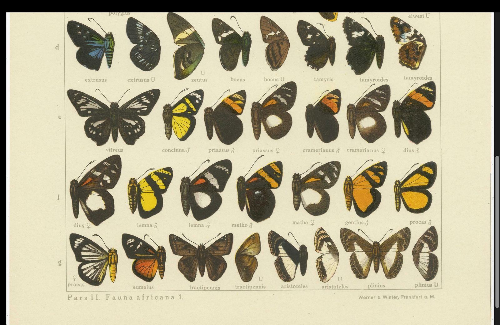 Set Of 2 Antique Prints Of Butterflies Of Africa And America, Published In 1910 photo Art