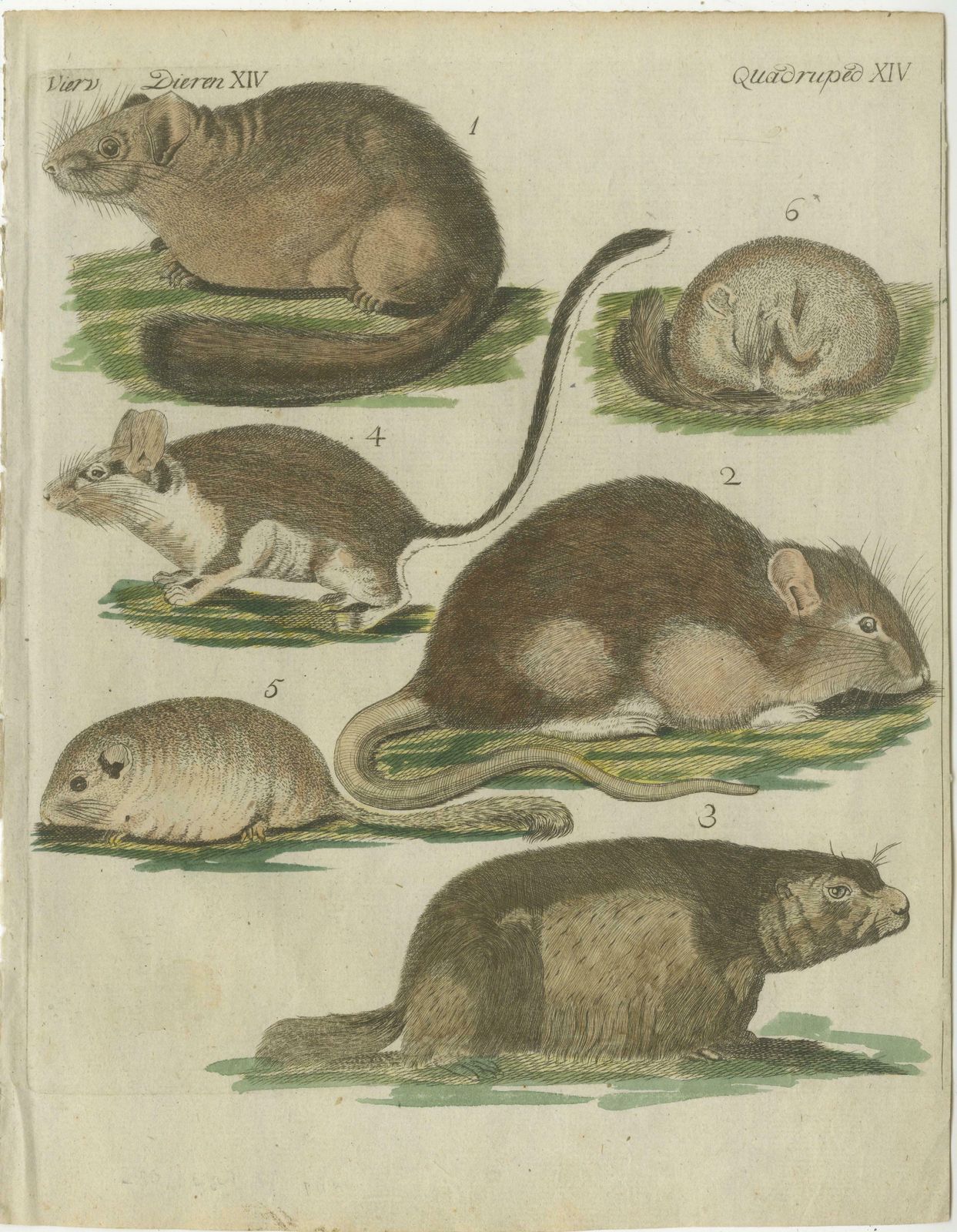 Hand Colored Antique Illustrations Of Various Rodent Like Animals, Circa 1820 photo furniture