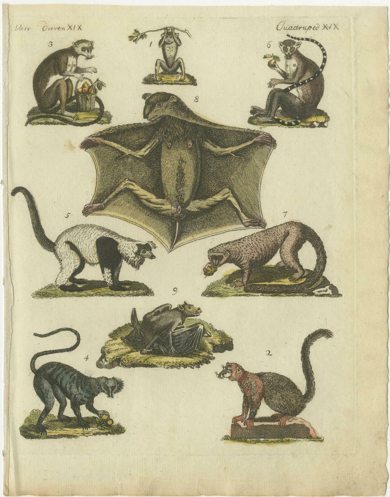 Hand Colored Antique Print Of Lemurs And The Extinct Mauritian Flying Fox, 1820 photo furniture