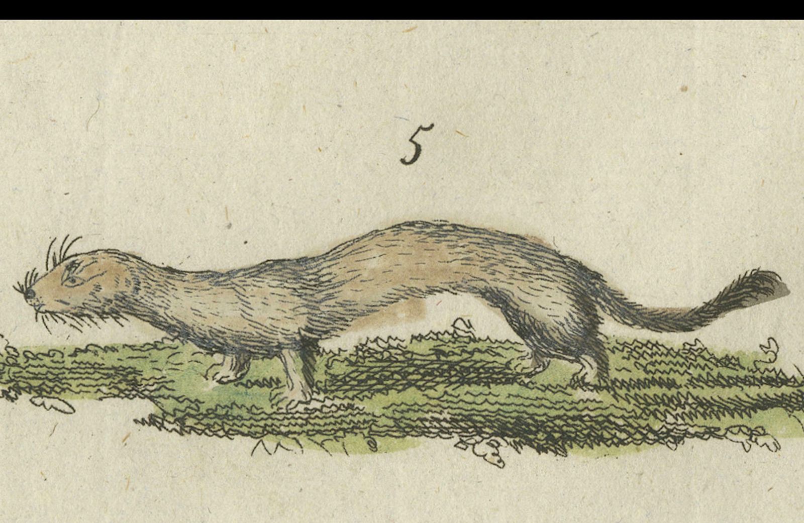 Antique Print Of Otters, Martens, Ermine, A Squirrel And A Beaver, Circa 1820 photo 174.0