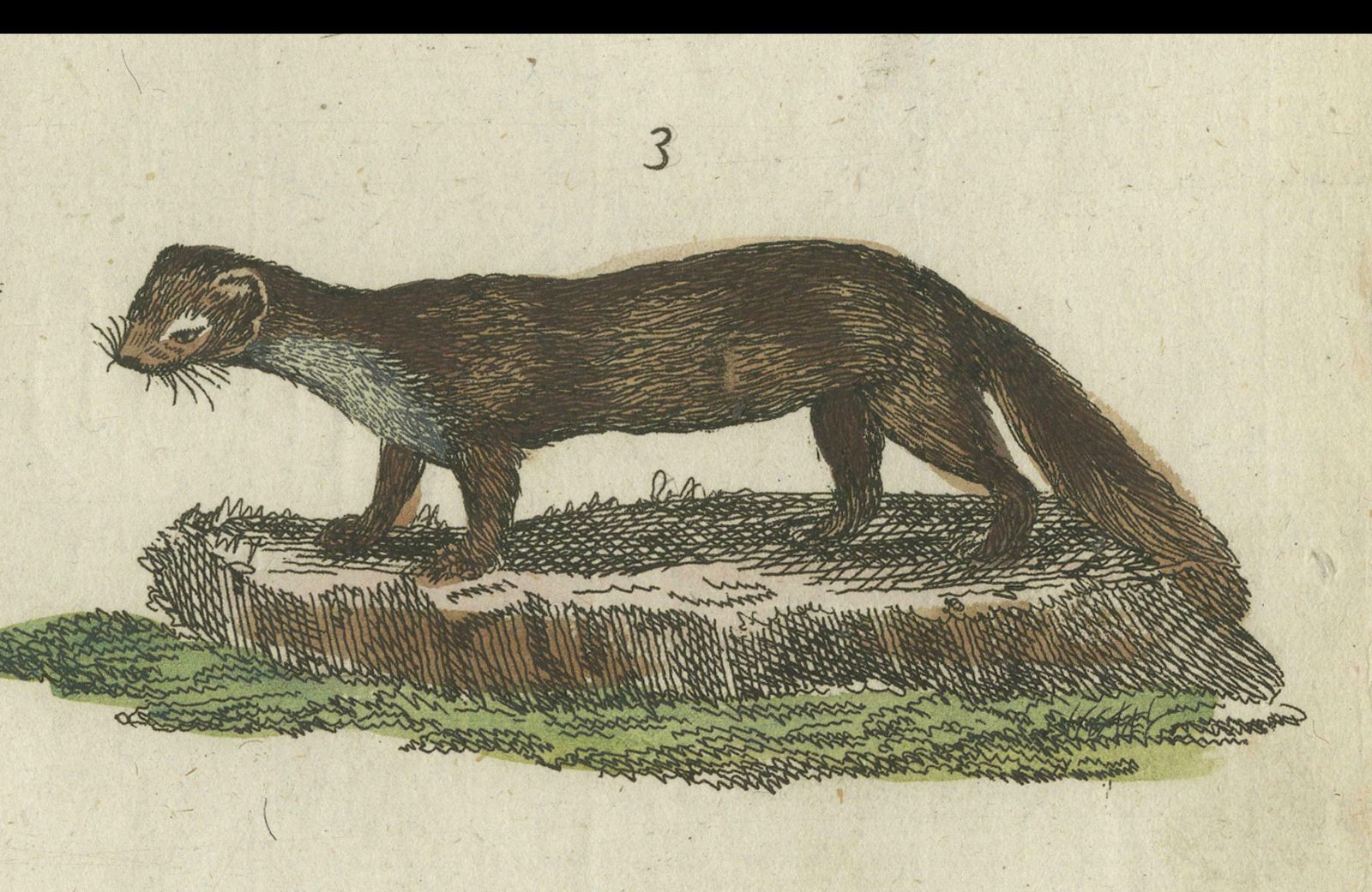 Antique Print Of Otters, Martens, Ermine, A Squirrel And A Beaver, Circa 1820 photo vinterior