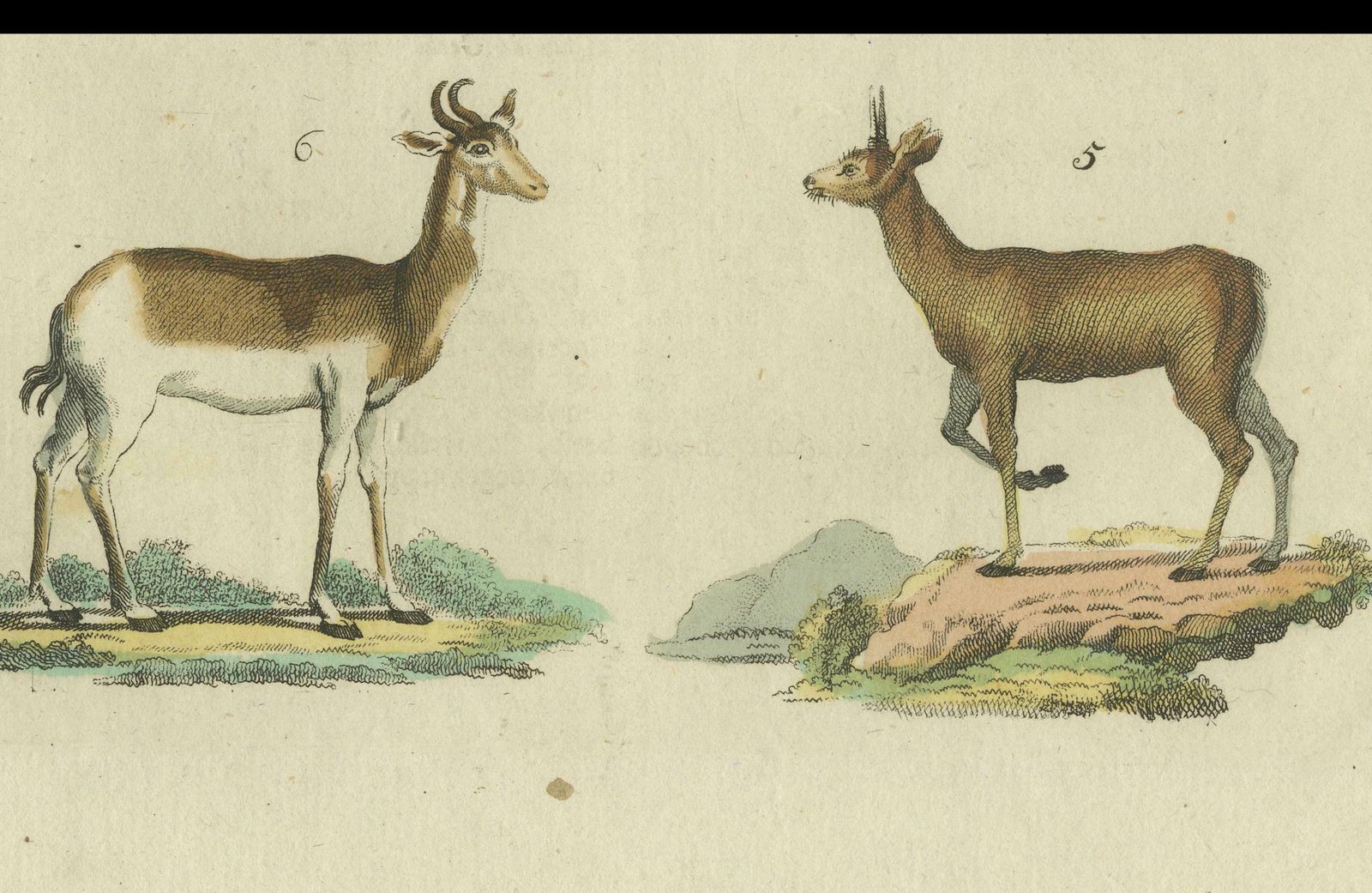 Original Hand Colored Antique Print Of Various Antelope Species, Circa 1820 photo vinterior
