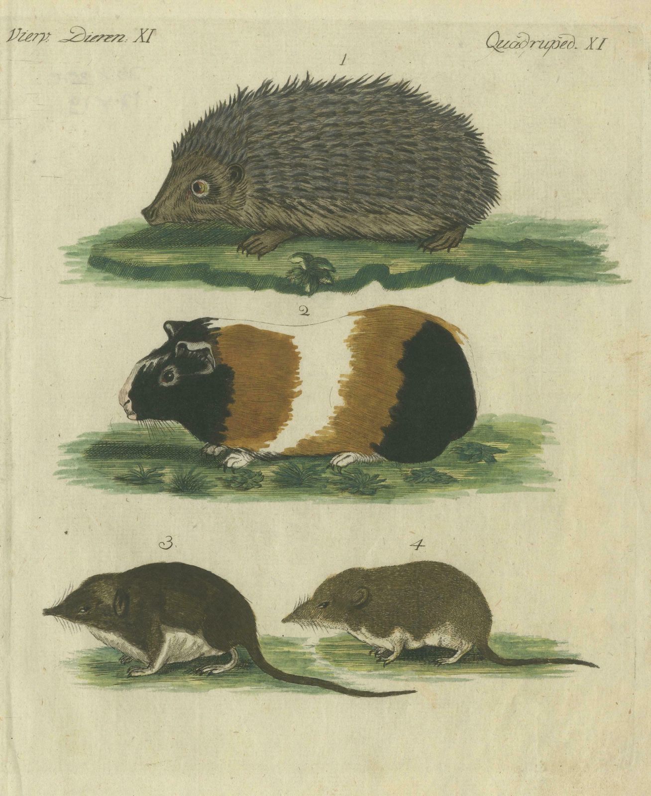 Hand Colored Antique Print Of A Hedgehog, Guinea Pig And Two Mice photo 174.0