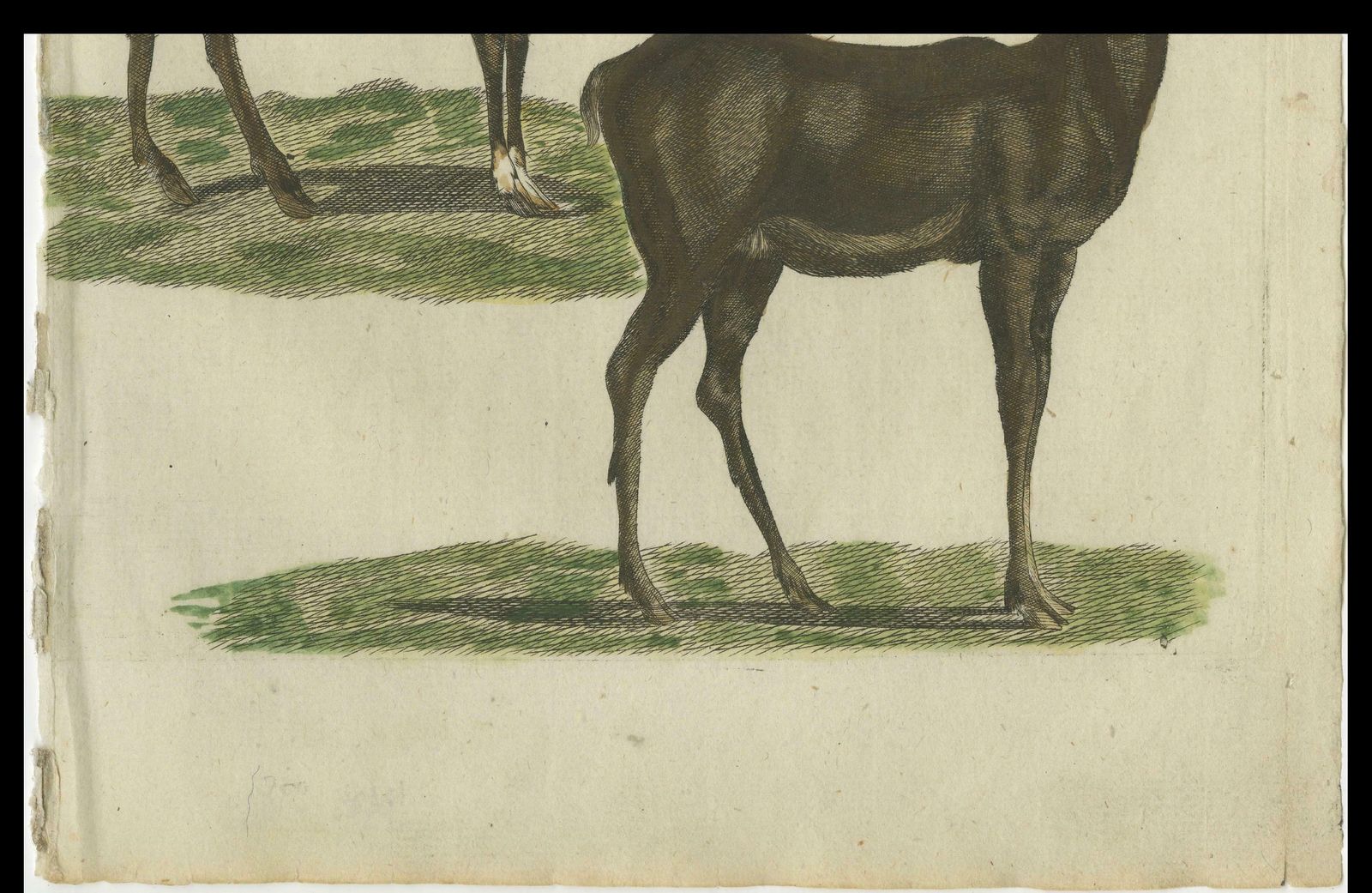 Hand Colored Antique Engraving Of A Male And Female Deer, Published In 1820 photo 174.0