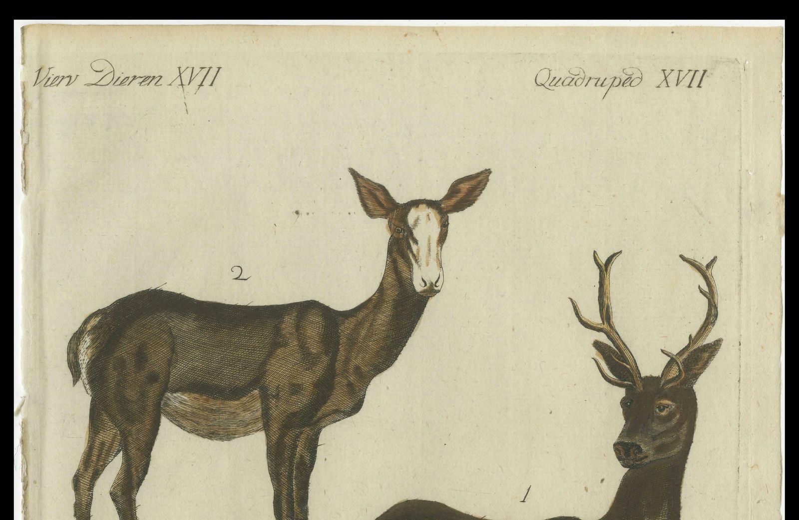 Hand Colored Antique Engraving Of A Male And Female Deer, Published In 1820 photo vinterior