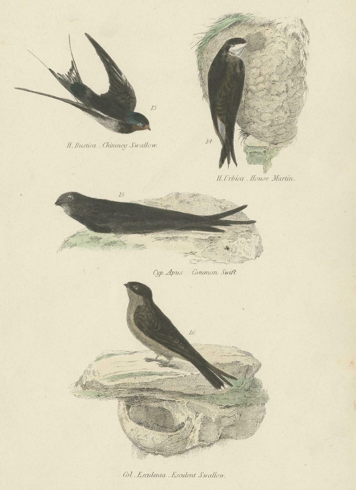 Antique Bird Print Of The House Martin And Other Birds By Richardson, Circa 1860 photo furniture