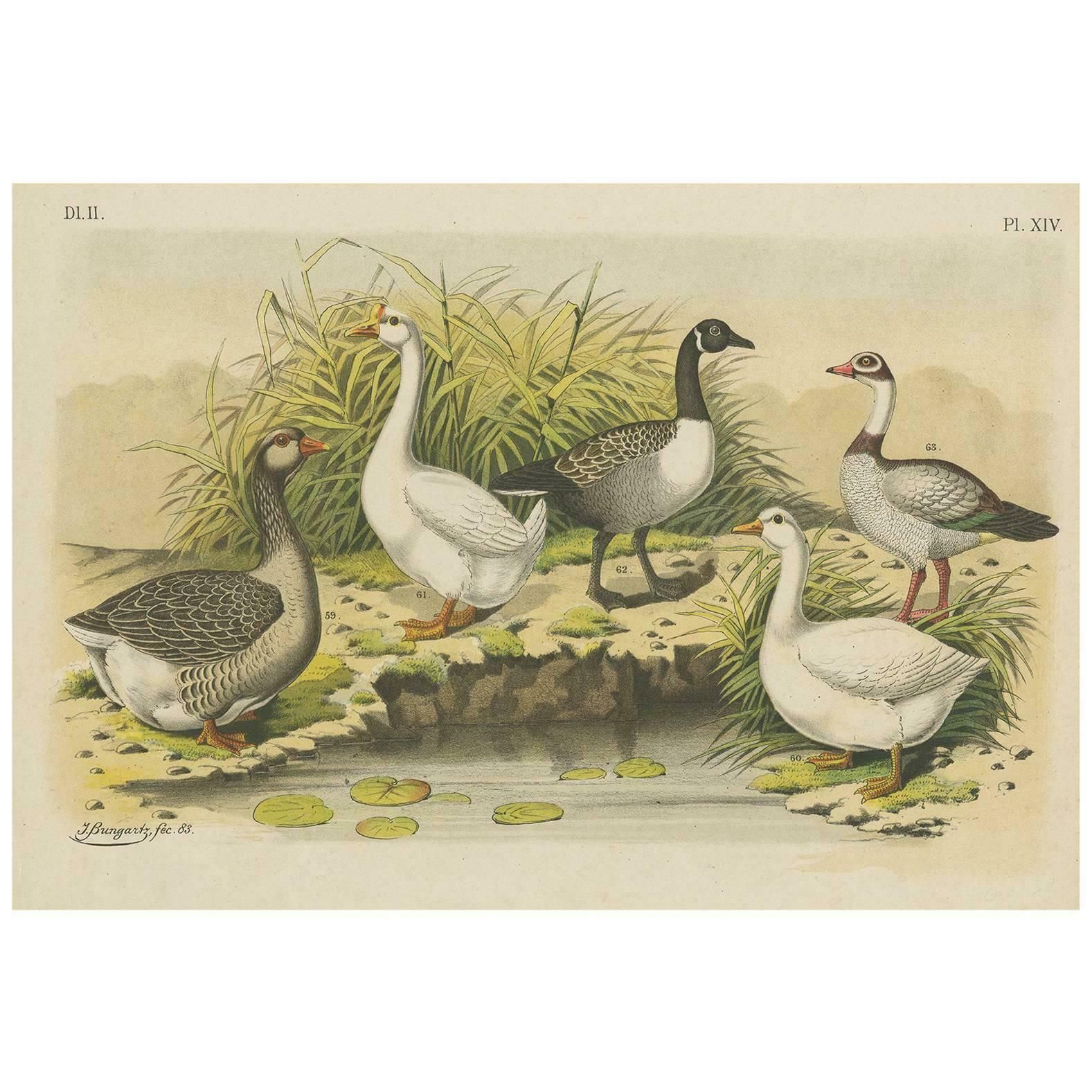 Antique Bird Print Of Various Geese By A. Nuyens, 1882