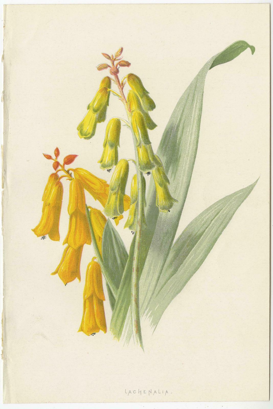 Set Of Three Botany Prints Avens, Lachenalia, Achimenes photo for sale