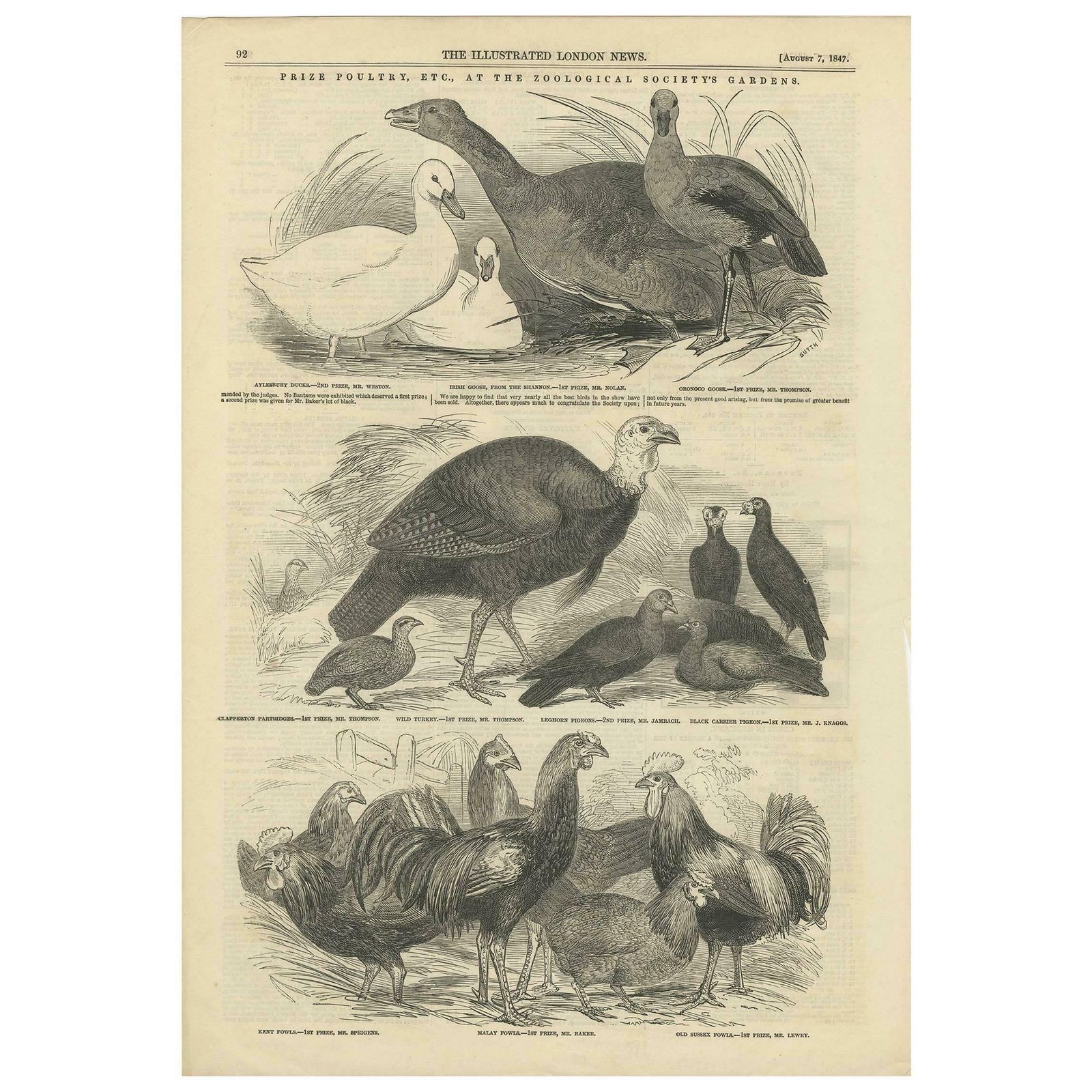 Antique Print Of Prize Poultry At The Zoological Society's Gardens, 1847