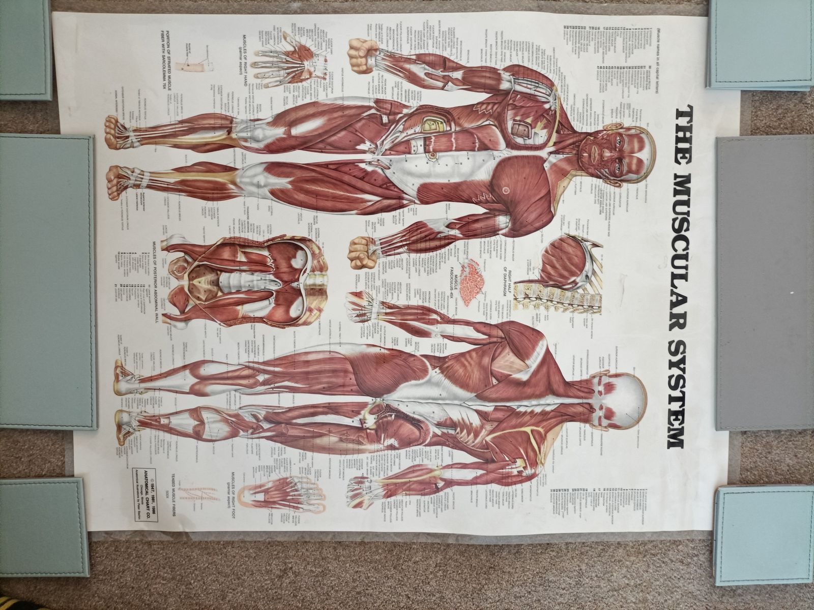 photo buy The  Muscular System  Wall Chart . By  The Anatomical Chart Company