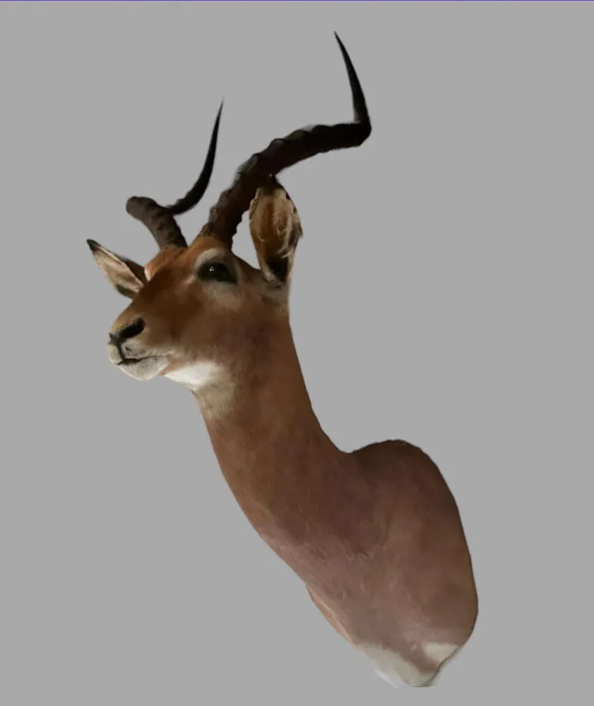Mid Century 1960's African Impala Taxidermy Head And Shoulder Wall Mount photo for sale