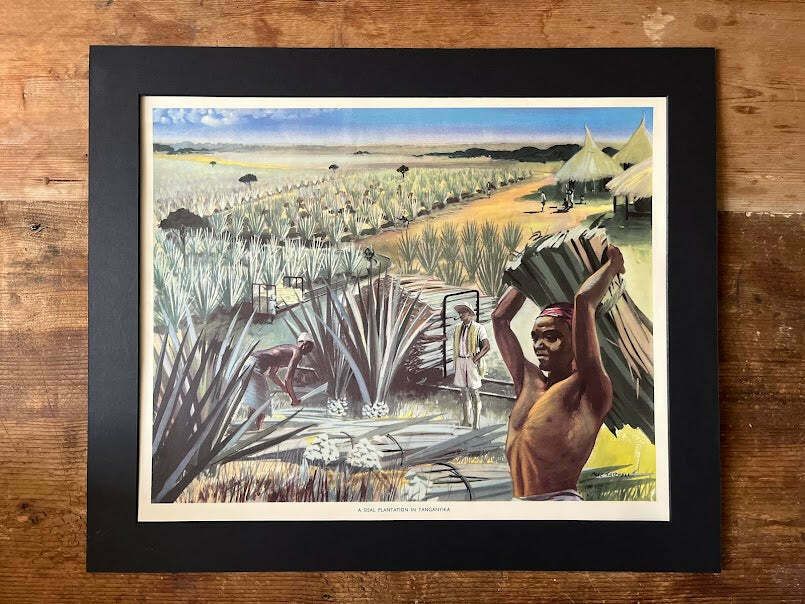 Vintage 1950s School Poster   'Sisal Plantation Tanganyika