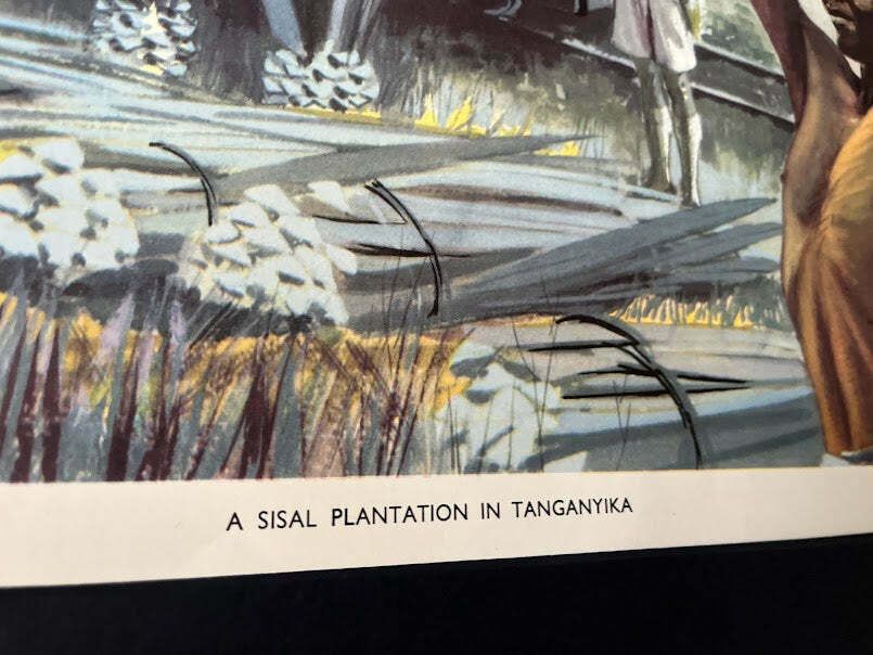 Vintage 1950s School Poster   'Sisal Plantation Tanganyika photo furniture