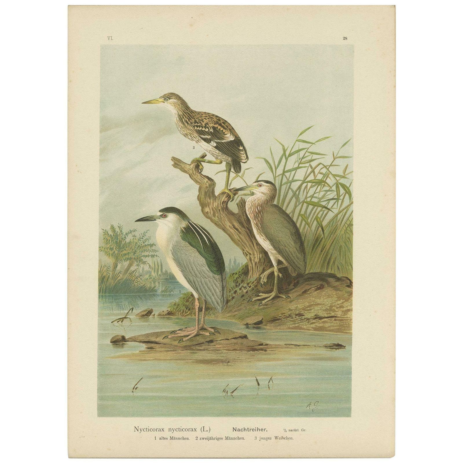 Antique Bird Print Of The Black Crowned Night Heron By Naumann, Circa 1895