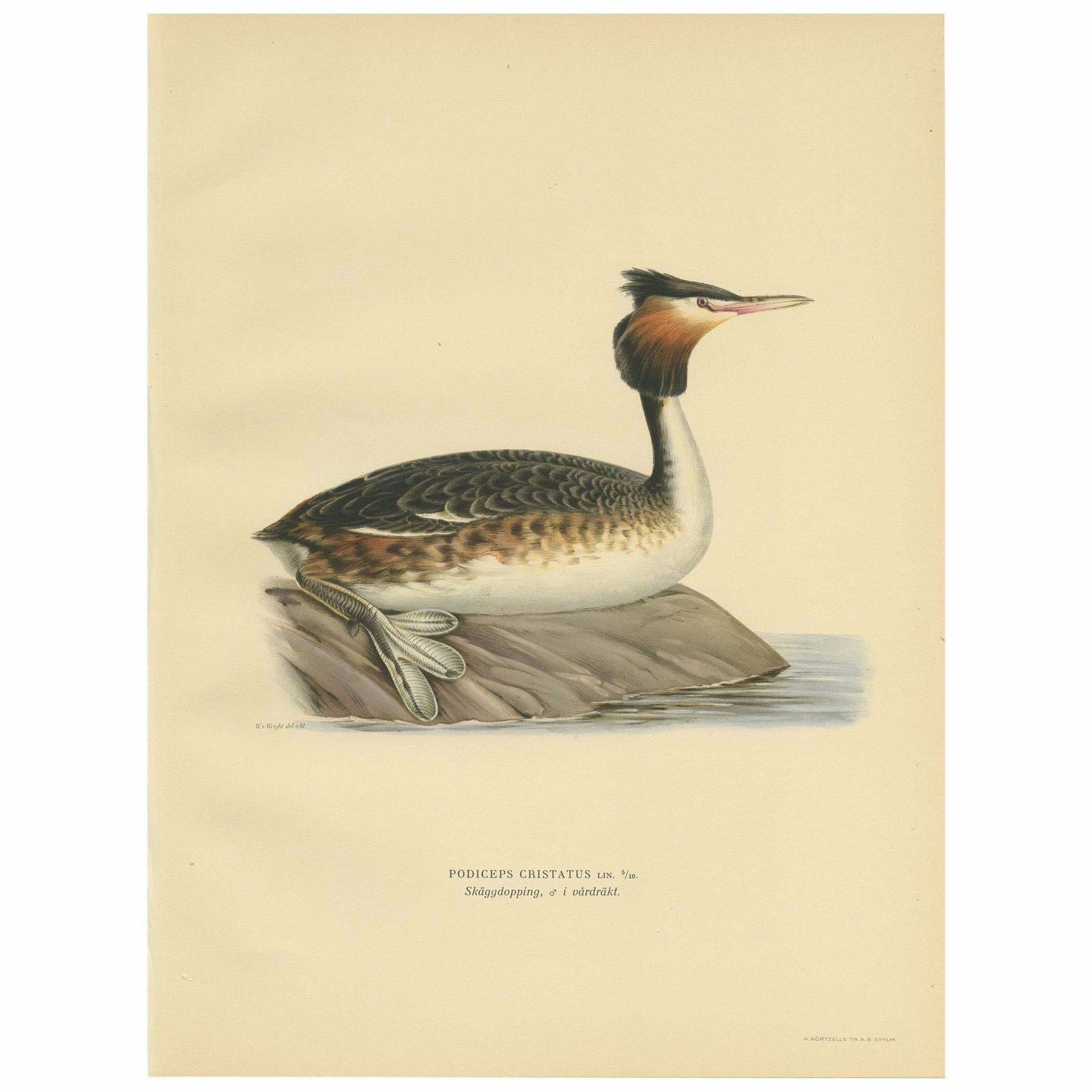 Antique Bird Print Of The Great Crested Grebe By Von Wright, '1929'