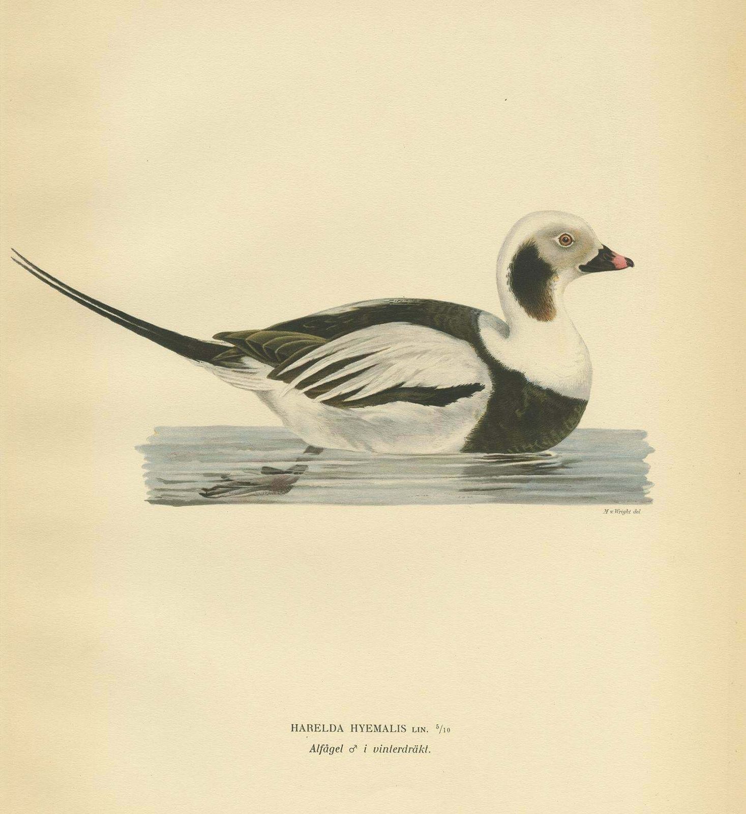 Antique Bird Print Of A Male Long Tailed Duck By Von Wright '1929' photo Art