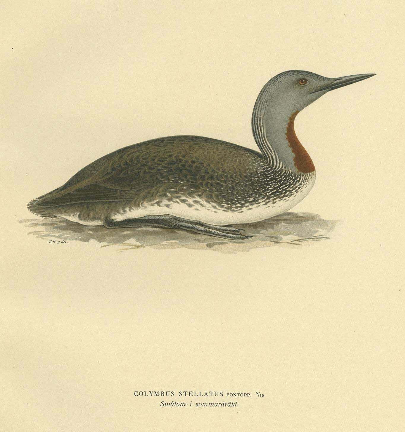 Antique Bird Print Of The Red Throated Loon By Von Wright '1929' photo for sale