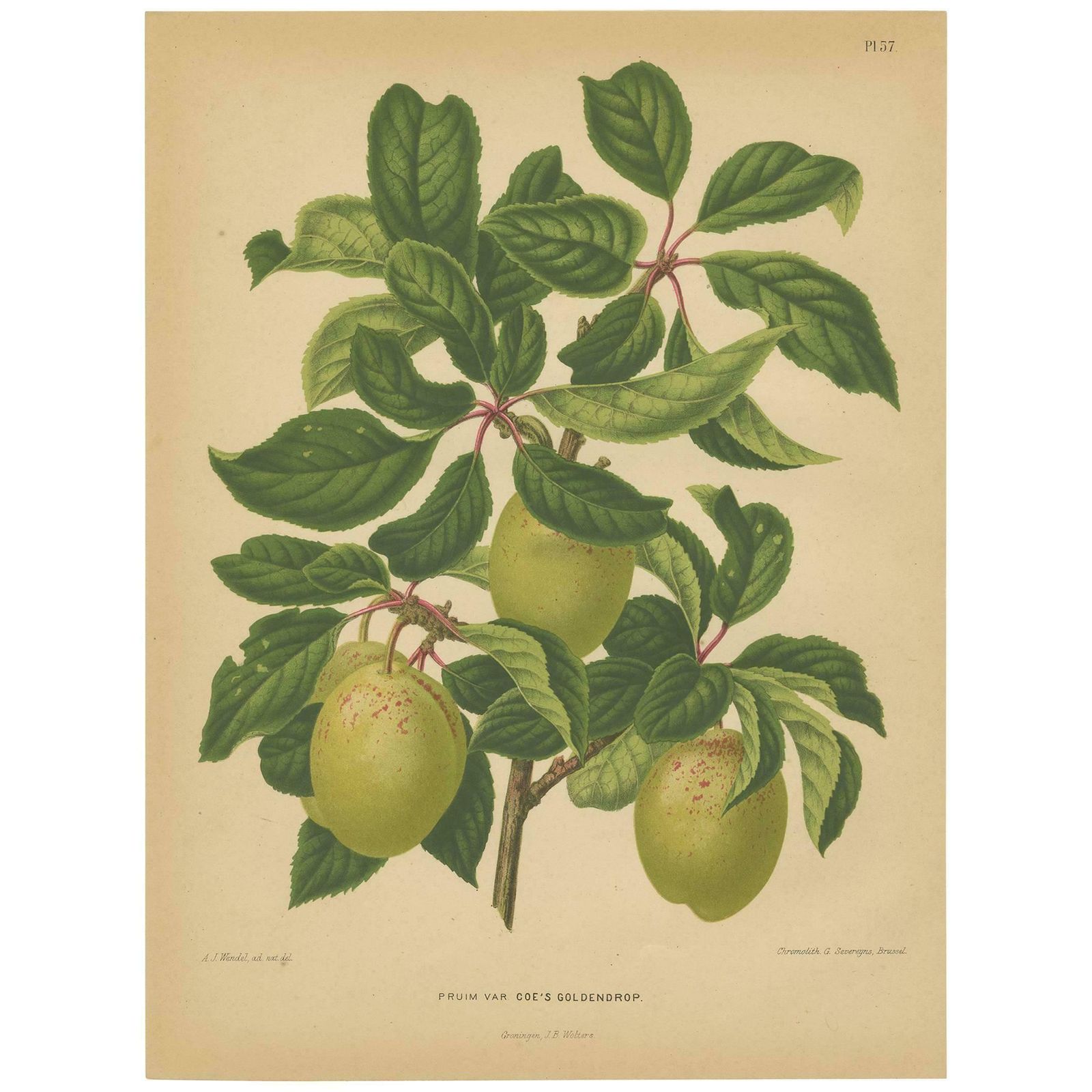 Antique Print Of The Goldendrop Plum By G. Severeyns, 1876