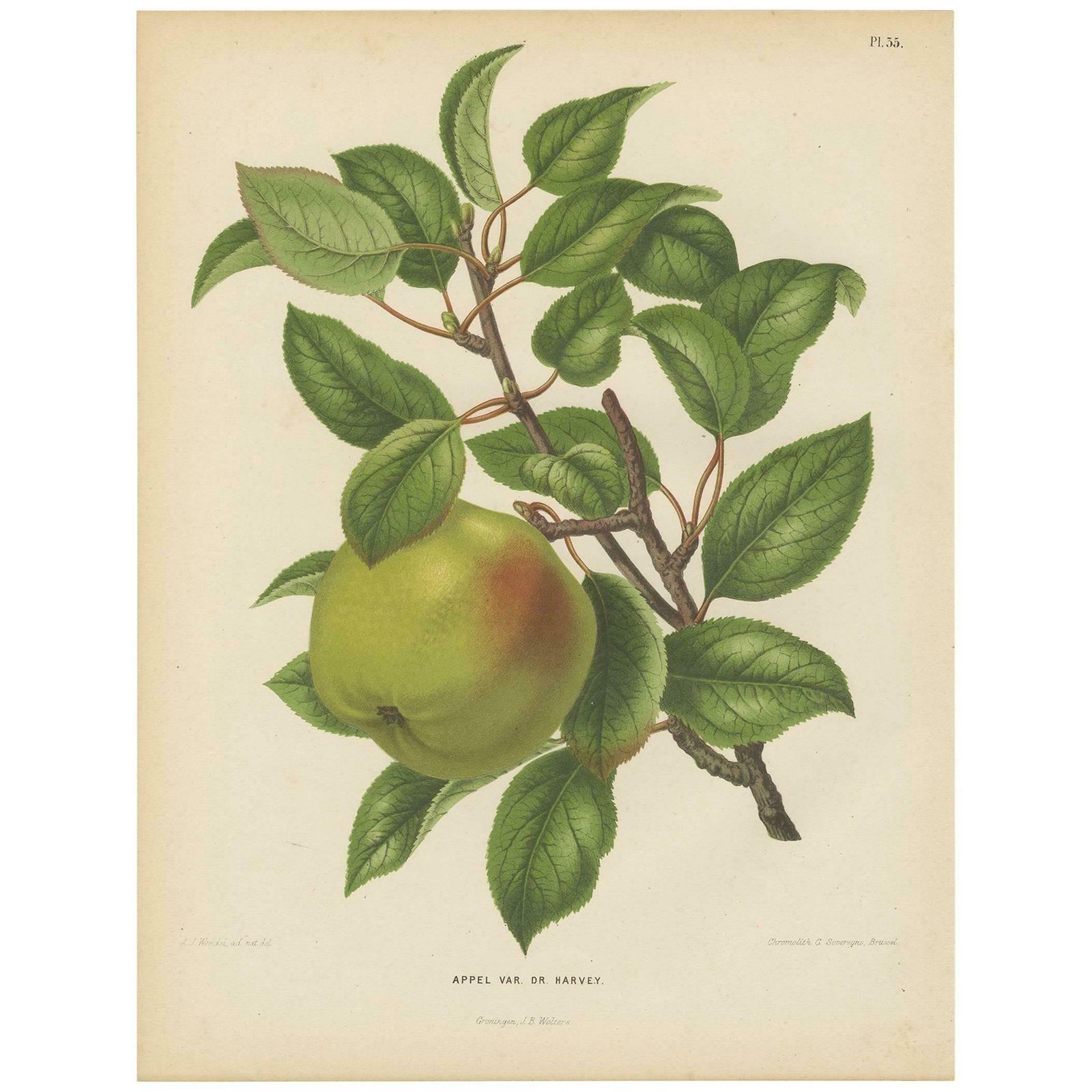 Antique Print Of The Harvey Apple By G. Severeyns, 1876