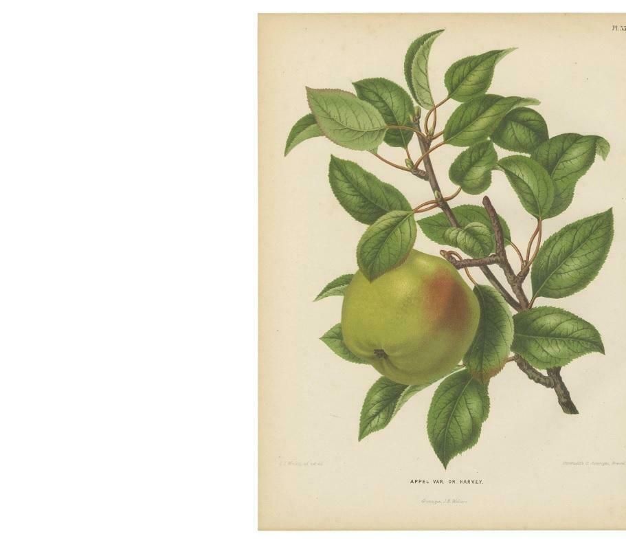 Antique Print Of The Harvey Apple By G. Severeyns, 1876 photo furniture
