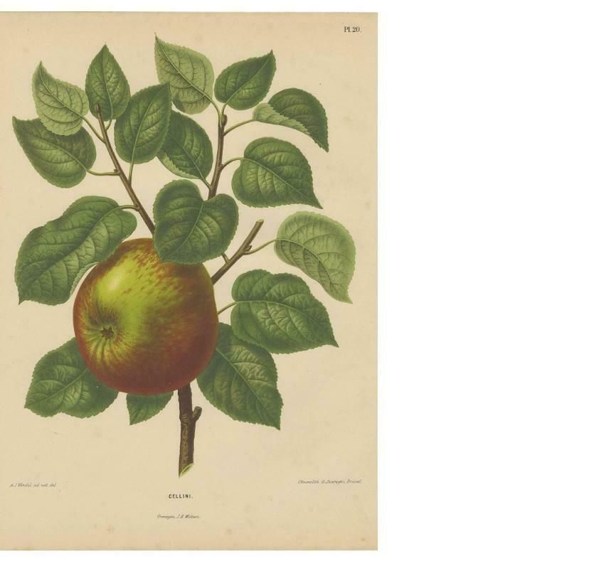 Antique Print Of A Cellini Apple By G. Severeyns, 1876 photo Art
