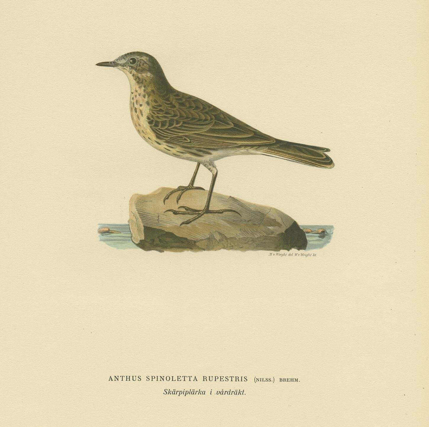 Antique Bird Print Of The Water Pipit By Von Wright, 1927 photo Art