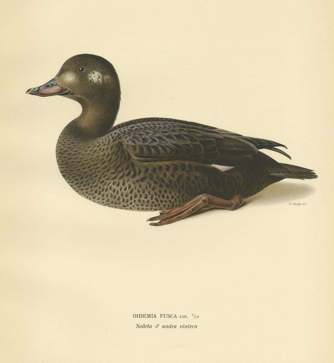 Antique Bird Print Of A Young Velvet Scoter By Von Wright '1929' photo Art