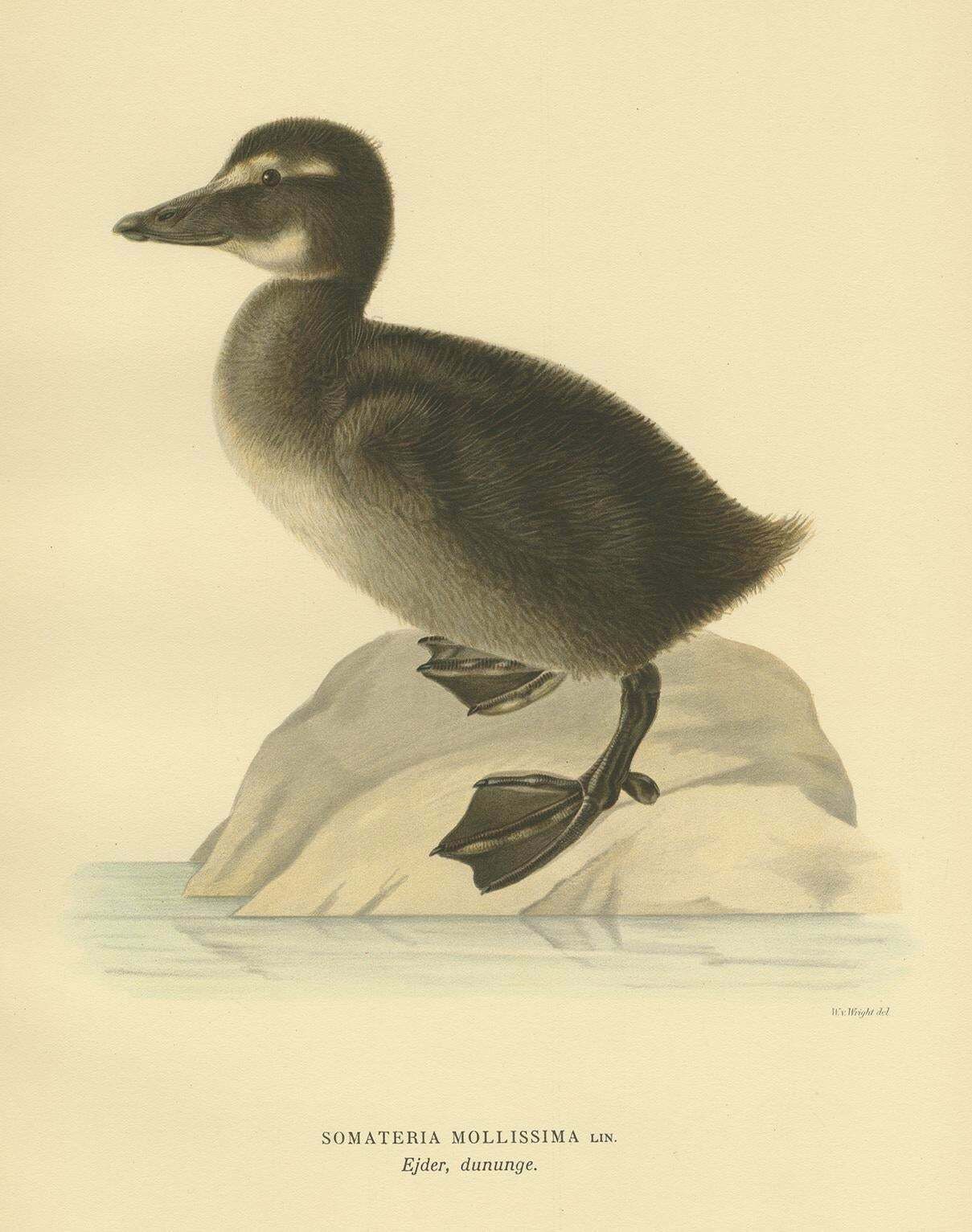 Antique Bird Print Of A Young Common Eider By Von Wright, 1929 photo furniture