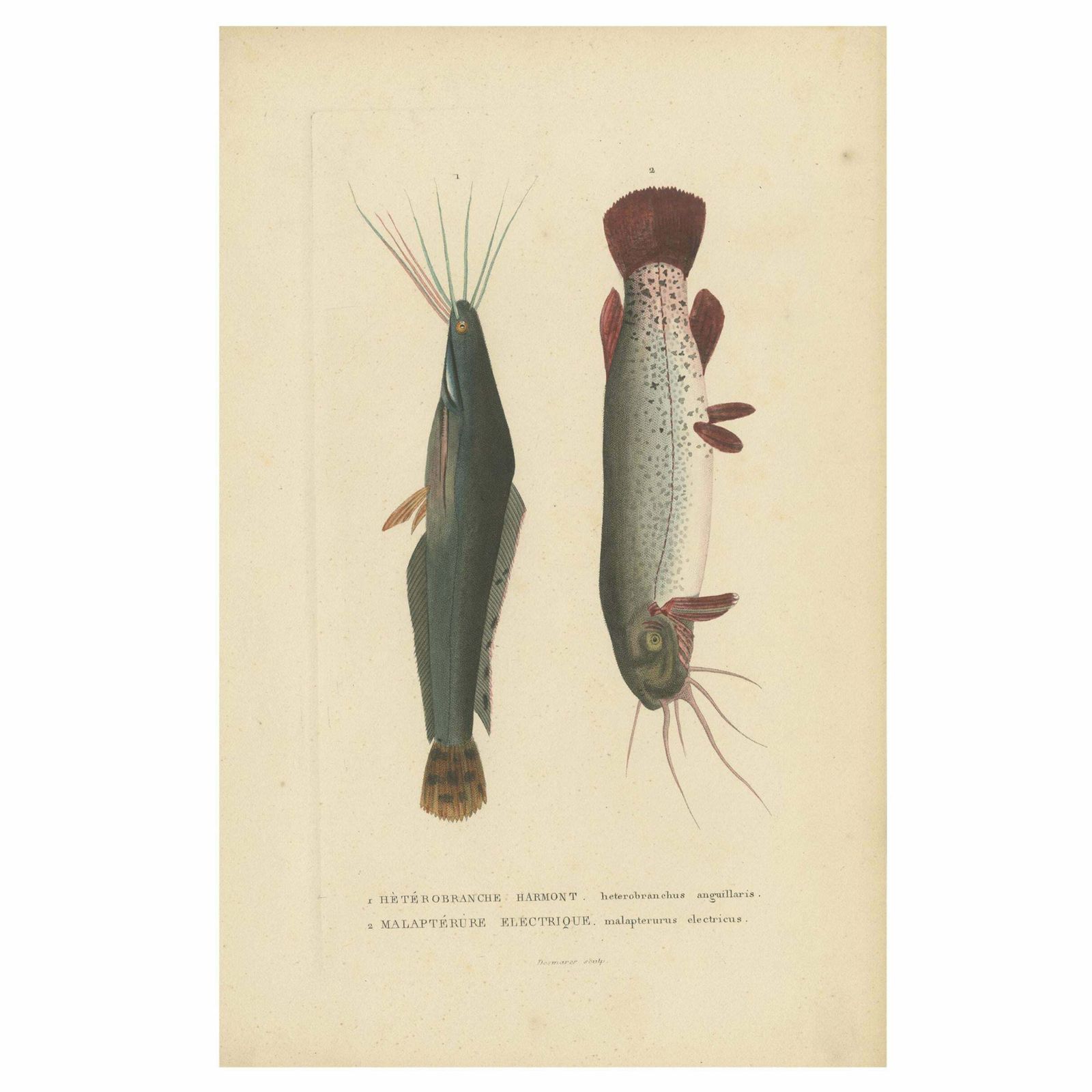 Antique Fish Print Of The African Catfish And Electric Catfish By Drapiez '1853'